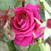 Rose Hamilton Photo 24