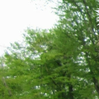 Mary Hawes Photo 3