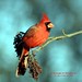 George Cardinal Photo 12