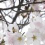Susan Harp Photo 13