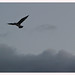 Dawn Livingstone Photo 3
