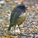 Robin Gray Photo 6
