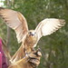 James Falcon Photo 12