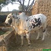 Muhammad Sheikh Photo 23