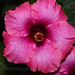 Flor Garcia Photo 10
