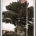 Clifton Nash Photo 10