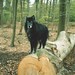 Jesse Shepherd Photo 42