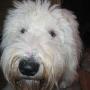 Patricia Johnston Photo 11