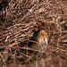 Allen Sharp Photo 15