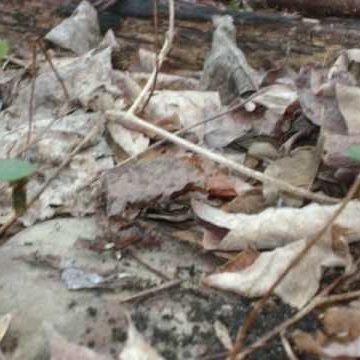 Richard Rowan Photo 35