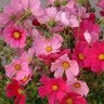 Debra Bird Photo 17
