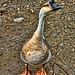 Ronald Swan Photo 22
