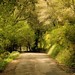Elisabeth Green Photo 15