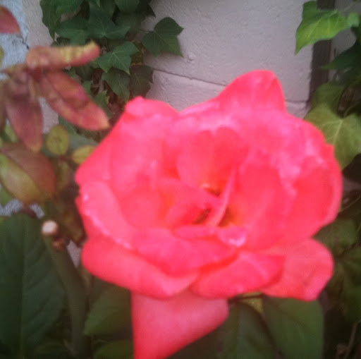 Julie Mcbride Photo 39