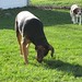 Angie Reece Photo 17