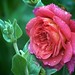 Christopher Rose Photo 34