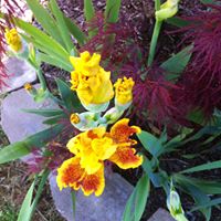 Joyce Montgomery Photo 16