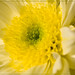 Tracy Flowers Photo 4