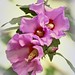 Annette Rose Photo 15
