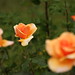 Brandy Rose Photo 14