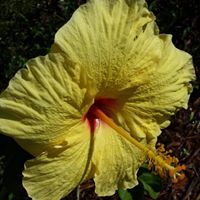 Susan Pitman Photo 29