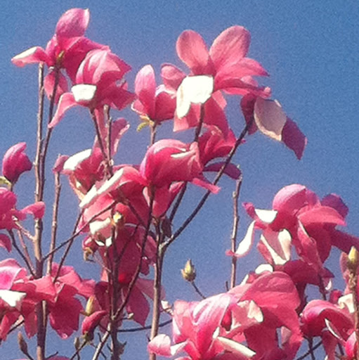 Gao Vang Photo 38