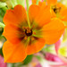 Adrianne Flowers Photo 3