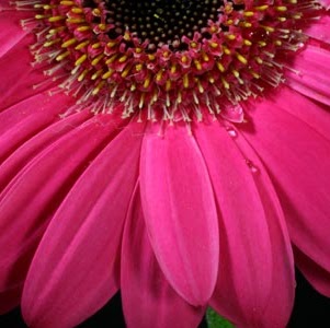 Frances Rose Photo 16