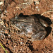 Melton Bush Photo 6