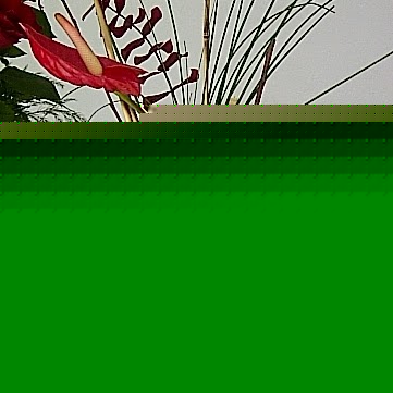 Flor Torres Photo 13