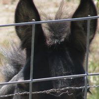 Charles Bruns Photo 12