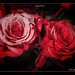 Rosa Aleman Photo 35