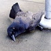 Elizabeth Crow Photo 27