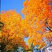 T Maple Photo 3