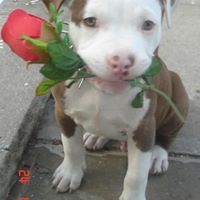 Sheldon Pierre Photo 6
