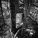 Mary Orman Photo 16