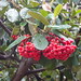April Berry Photo 16