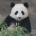 Lin Fan Photo 24