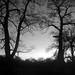 Carol Sharpe Photo 25