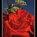 Misty Rose Photo 15