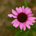 Brian Cone Photo 8