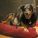 Kelly Tennyson Photo 14