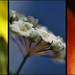 Alma Acuna Photo 12