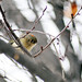 Ruby Branch Photo 4