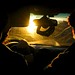 Shawn Neff Photo 14