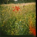 Diana Field Photo 17