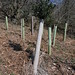 Alan Trees Photo 10