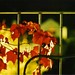 Ruth Bell Photo 14