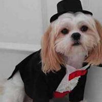 Shih Ma Photo 9