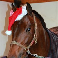 Gail Howard Photo 8